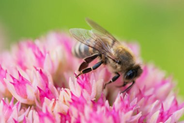 Bal arıları Spiraea çiçeğinden polen ve nektar toplar. Makro çekim.