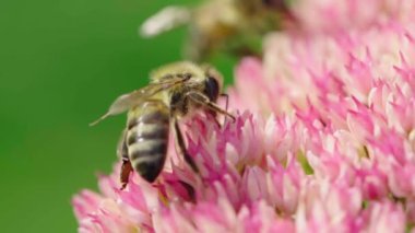 Bal arısı çiçekten nektar topluyor. Yavaş çekim.
