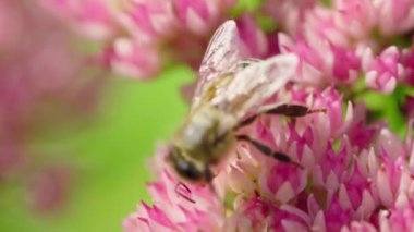 Bal arısı çiçekten nektar topluyor. Yavaş çekim.