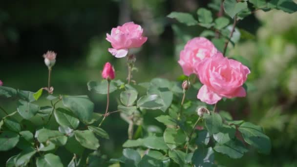 Indah Taman Mawar Bunga Merah Muda Gerakan Lambat — Stok Video