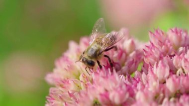 Bal arısı çiçekten nektar topluyor. Yavaş çekim.