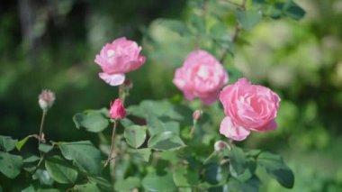 Güzel bahçe gülleri. Pembe çiçekler. Yavaş çekim.