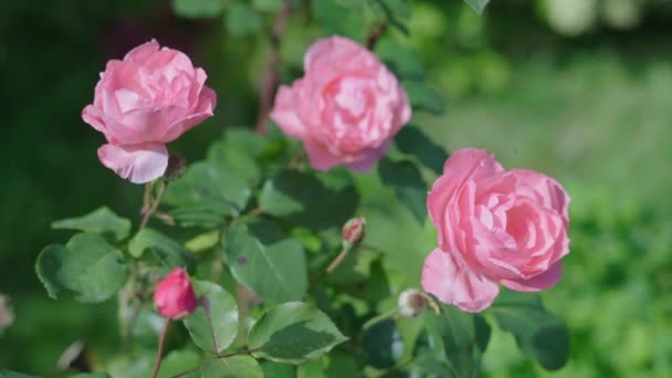 Bellissime Rose Giardino Fiori Rosa Rallentatore — Video Stock