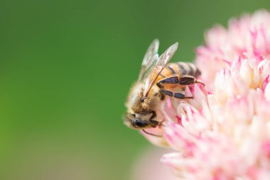 Bal arıları Spiraea çiçeğinden polen ve nektar toplar. Makro çekim.