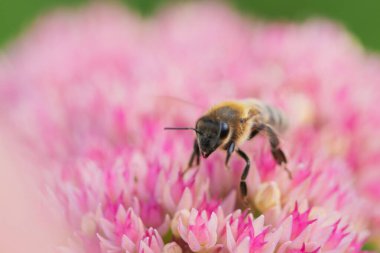 Bal arıları Spiraea çiçeğinden polen ve nektar toplar. Makro çekim.