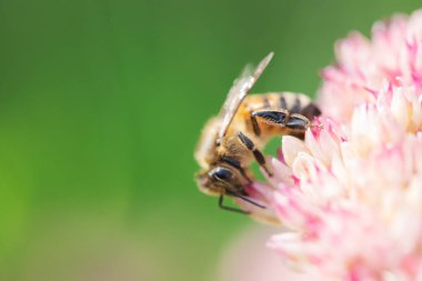 Bal arıları Spiraea çiçeğinden polen ve nektar toplar. Makro çekim.