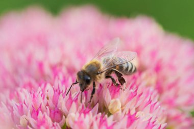 Bal arıları Spiraea çiçeğinden polen ve nektar toplar. Makro çekim.