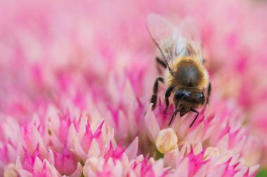 Bal arıları Spiraea çiçeğinden polen ve nektar toplar. Makro çekim.