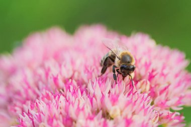 Bal arıları Spiraea çiçeğinden polen ve nektar toplar. Makro çekim.