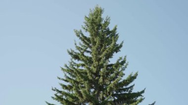 Mavi gökyüzünde tek köknar ağacı