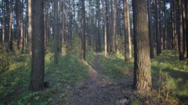 Alacakaranlık yaz ormanında yürüyüş yolu.