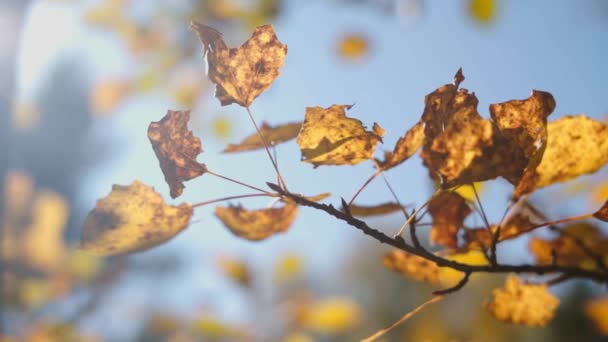 Herbstgelbe Birkenblätter Wind Zeitlupe — Stockvideo