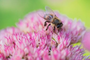Bal arıları Spiraea çiçeğinden polen ve nektar toplar. Makro çekim.