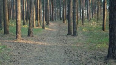 Alacakaranlık yaz ormanında yürüyüş yolu.