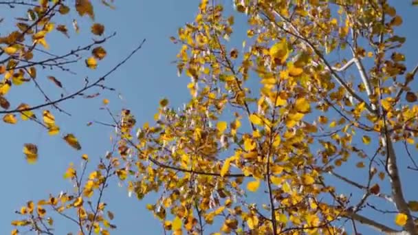 Feuilles Bouleau Jaune Automne Dans Vent Mouvement Lent — Video