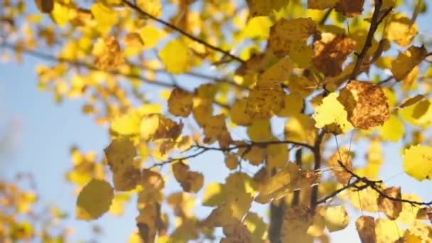 Autumn Yellow Birch Leaves Wind Slow Motion — Stock Video