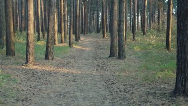 Sendero Para Caminar Bosque Verano Atardecer — Vídeo de stock