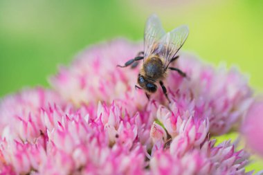 Bal arıları Spiraea çiçeğinden polen ve nektar toplar. Makro çekim.