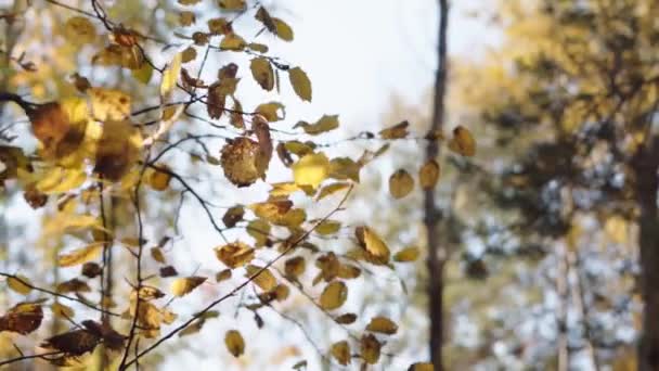 Herfst Gele Berken Bladeren Wind Langzame Beweging — Stockvideo