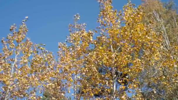 風に秋の黄色の白樺の葉 スローモーション — ストック動画