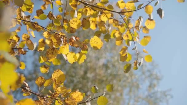 風に秋の黄色の白樺の葉 スローモーション — ストック動画