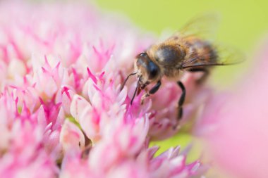 Bal arıları Spiraea çiçeğinden polen ve nektar toplar. Makro çekim.