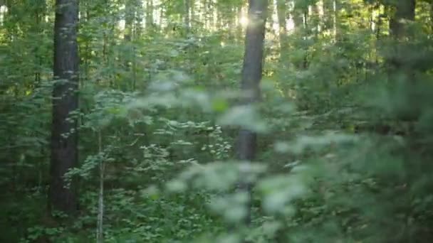 Caminhando Floresta Verão Crepúsculo — Vídeo de Stock