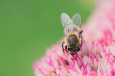 Bal arıları Spiraea çiçeğinden polen ve nektar toplar. Makro çekim.
