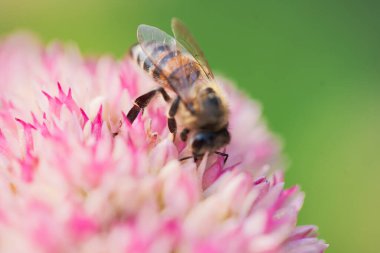Bal arıları Spiraea çiçeğinden polen ve nektar toplar. Makro çekim.