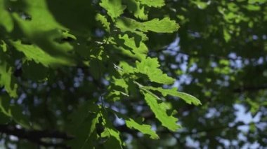 Yeşil yapraklar, güzel genç meşe ağaçları..