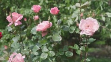 Güzel bahçe gülleri. Rüzgâr. Yavaş çekim.