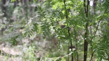 Rowan rüzgârda dalları hareket ettiriyor..