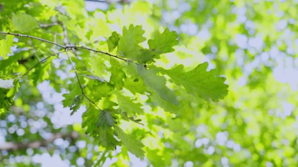 Dedaunan Hijau Pohon Muda Yang Indah — Stok Video