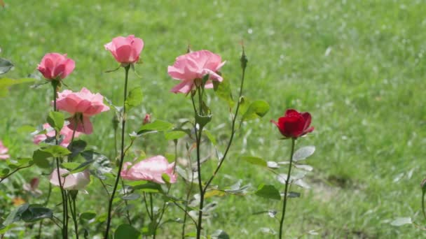 Bellissime Rose Giardino Vento Rallentatore — Video Stock