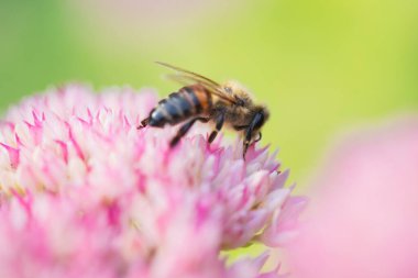 Bal arıları Spiraea çiçeğinden polen ve nektar toplar. Makro çekim.