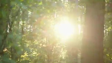 Alacakaranlık yaz ormanında yürüyorum.