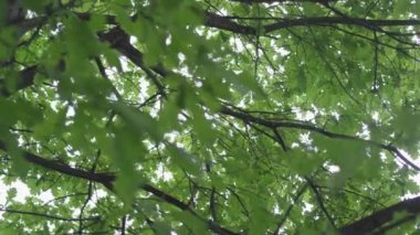 Yeşil yapraklar, güzel genç meşe ağaçları..