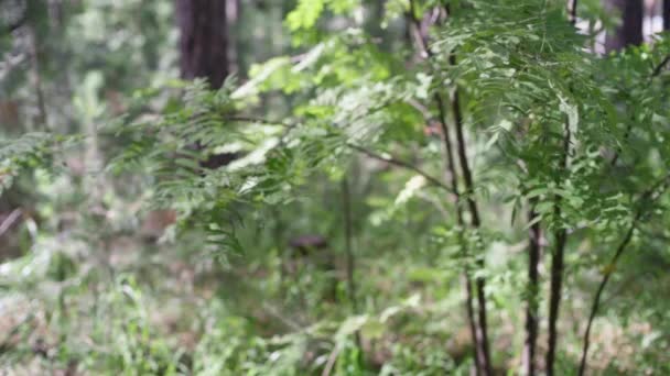 Rowan Leaves Branch Motion Wind — Stock Video