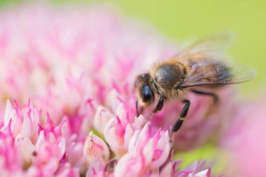 Bal arıları Spiraea çiçeğinden polen ve nektar toplar. Makro çekim.