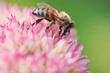 Bal arıları Spiraea çiçeğinden polen ve nektar toplar. Makro çekim.