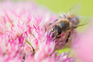 Bal arıları Spiraea çiçeğinden polen ve nektar toplar. Makro çekim.