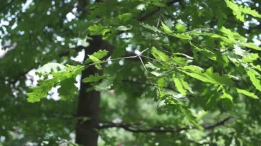 Yeşil yapraklar, güzel genç meşe ağaçları..