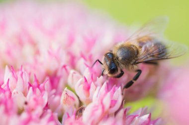 Bal arıları Spiraea çiçeğinden polen ve nektar toplar. Makro çekim.