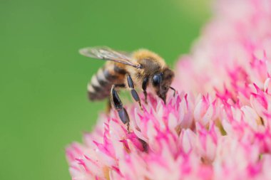 Bal arıları Spiraea çiçeğinden polen ve nektar toplar. Makro çekim.