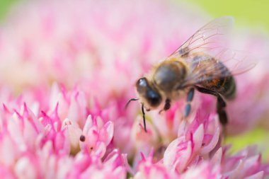 Bal arıları Spiraea çiçeğinden polen ve nektar toplar. Makro çekim.