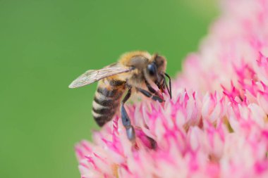 Bal arıları Spiraea çiçeğinden polen ve nektar toplar. Makro çekim.