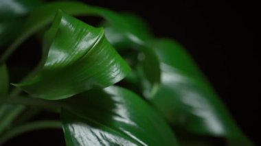 Yeşil yapraklar rüzgar esintisi yapıyor. Yavaş çekim.