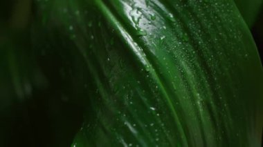 Su yeşil yaprağa dökülüyor. Yapraklar su damlalarıyla dolu. Yavaş çekim.