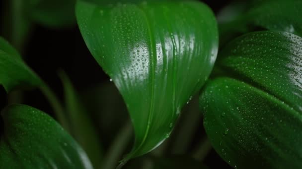 떨어지는 나뭇잎에 물방울을 떨어뜨린다 — 비디오