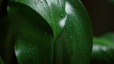 Su yeşil yaprağa dökülüyor. Yapraklar su damlalarıyla dolu. Yavaş çekim.